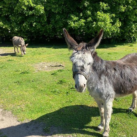 Het Familie Boshuisje - Vakantiewoning Op Prachtig Park Met Veel Faciliteiten Inc Ligbad Gramsbergen Eksteriør bilde